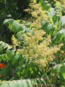 Rhus glabra